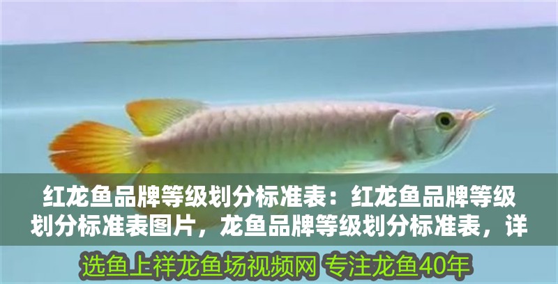 紅龍魚(yú)品牌等級(jí)劃分標(biāo)準(zhǔn)表：紅龍魚(yú)品牌等級(jí)劃分標(biāo)準(zhǔn)表圖片，龍魚(yú)品牌等級(jí)劃分標(biāo)準(zhǔn)表，詳細(xì)