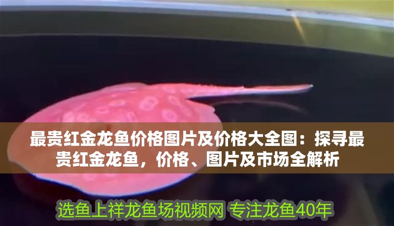 最貴紅金龍魚(yú)價(jià)格圖片及價(jià)格大全圖：探尋最貴紅金龍魚(yú)，價(jià)格、圖片及市場(chǎng)全解析