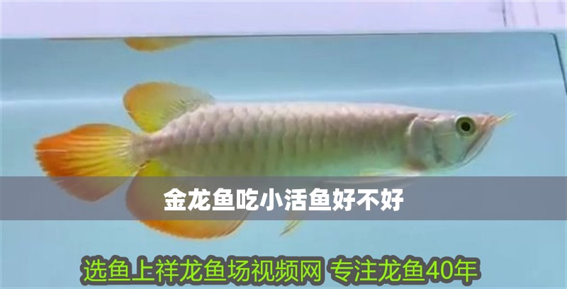 金龍魚吃小活魚好不好
