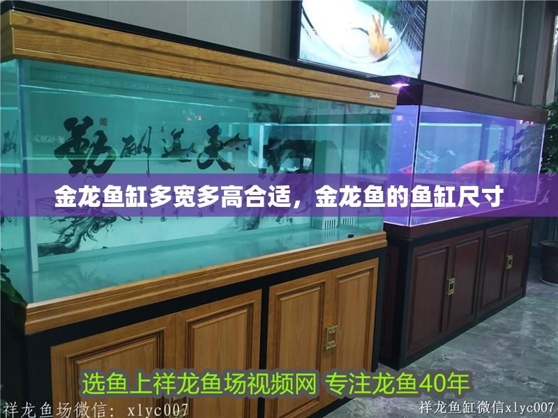 金龍魚缸多寬多高合適，金龍魚的魚缸尺寸