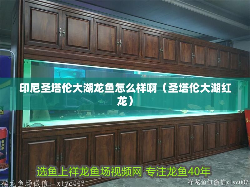 印尼圣塔倫大湖龍魚怎么樣啊（圣塔倫大湖紅龍） 印尼圣塔倫大湖龍魚怎么樣啊（圣塔倫大湖紅龍） 大湖紅龍魚百科 第1張