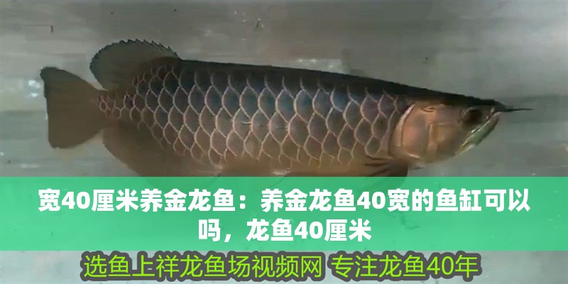 寬40厘米養(yǎng)金龍魚：養(yǎng)金龍魚40寬的魚缸可以嗎，龍魚40厘米