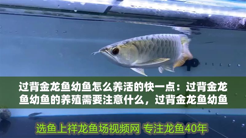 過背金龍魚幼魚怎么養活的快一點：過背金龍魚幼魚的養殖需要注意什么，過背金龍魚幼魚的養殖方法 過背金龍魚幼魚怎么養活的快一點：過背金龍魚幼魚的養殖需要注意什么，過背金龍魚幼魚的養殖方法 金龍魚百科 第1張