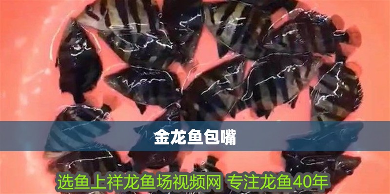 金龍魚包嘴