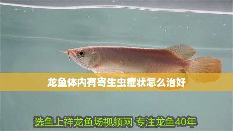 龍魚體內有寄生蟲癥狀怎么治好