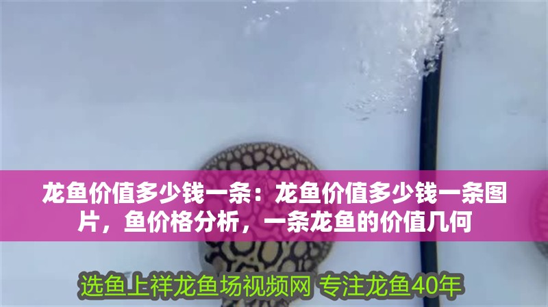 龍魚價值多少錢一條：龍魚價值多少錢一條圖片，魚價格分析，一條龍魚的價值幾何