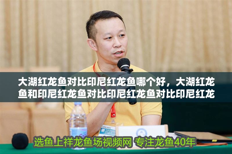 大湖紅龍魚對比印尼紅龍魚哪個好，大湖紅龍魚和印尼紅龍魚對比印尼紅龍魚對比印尼紅龍哪個好