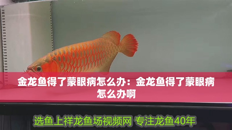 金龍魚得了蒙眼病怎么辦：金龍魚得了蒙眼病怎么辦啊