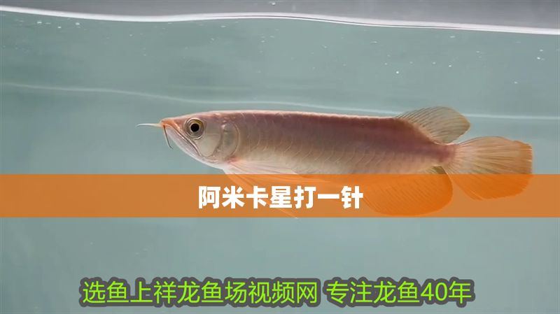 阿米卡星打一針