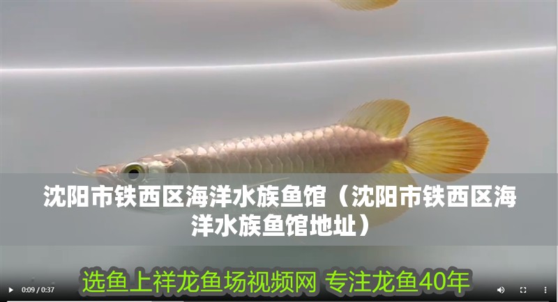 沈陽市鐵西區海洋水族魚館（沈陽市鐵西區海洋水族魚館地址）