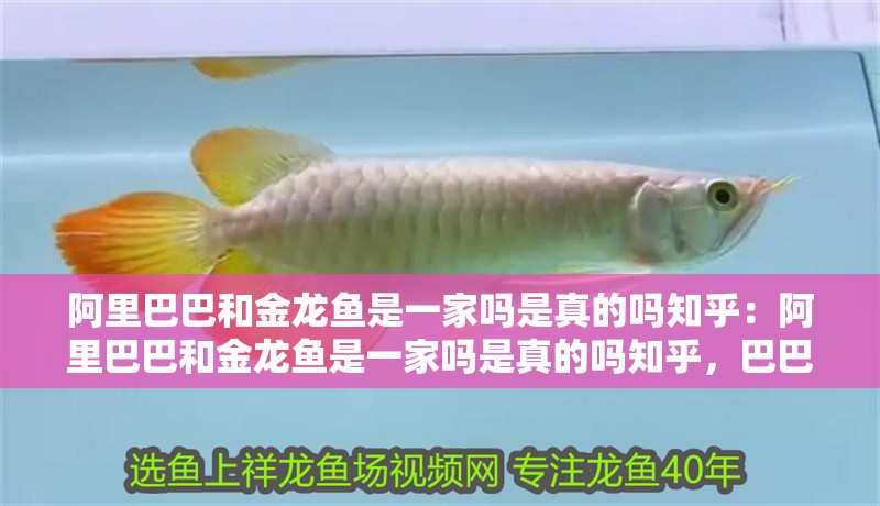 阿里巴巴和金龍魚是一家嗎是真的嗎知乎：阿里巴巴和金龍魚是一家嗎是真的嗎知乎，巴巴與金龍魚是否為同一實體？
