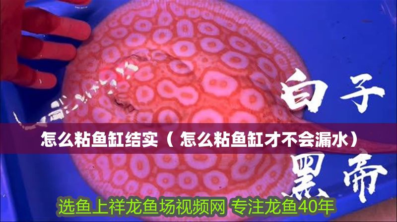 怎么粘魚缸結實( 怎么粘魚缸才不會漏水) 錦鯉魚百科 第1張 怎么粘魚缸結實( 怎么粘魚缸才不會漏水) 怎么粘魚缸結實( 怎么粘魚缸才不會漏水) 錦鯉魚百科 第1張