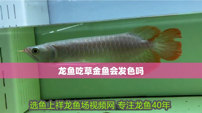龍魚吃草金魚會發色嗎