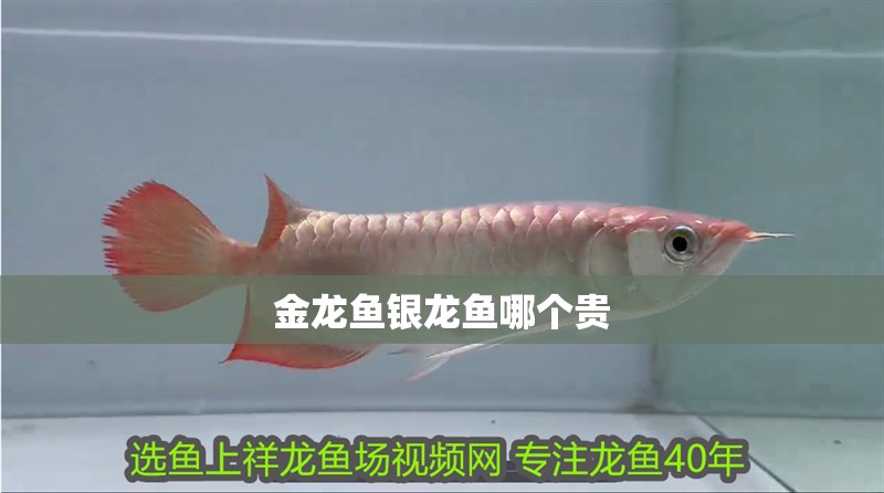 金龍魚銀龍魚哪個貴