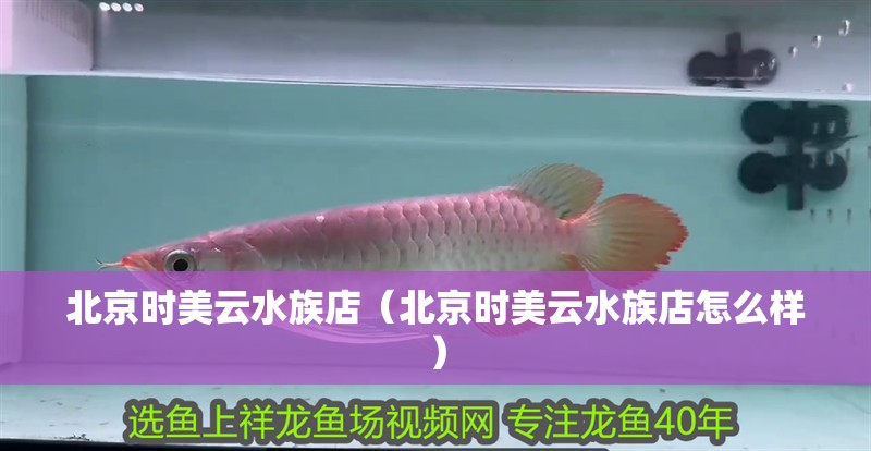 北京時美云水族店（北京時美云水族店怎么樣） 北京時美云水族店（北京時美云水族店怎么樣） 全國水族館企業名錄 第2張