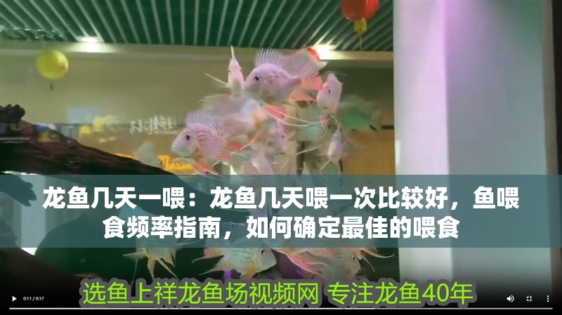 龍魚幾天一喂：龍魚幾天喂一次比較好，魚喂食頻率指南，如何確定最佳的喂食