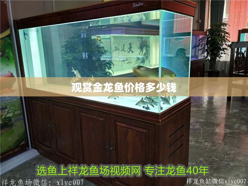 觀賞金龍魚價格多少錢