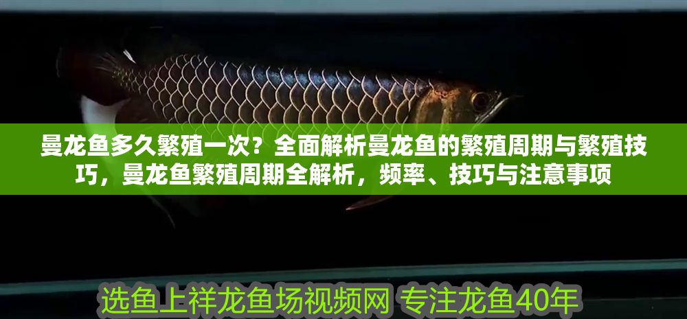 曼龍魚多久繁殖一次？全面解析曼龍魚的繁殖周期與繁殖技巧，曼龍魚繁殖周期全解析，頻率、技巧與注意事項