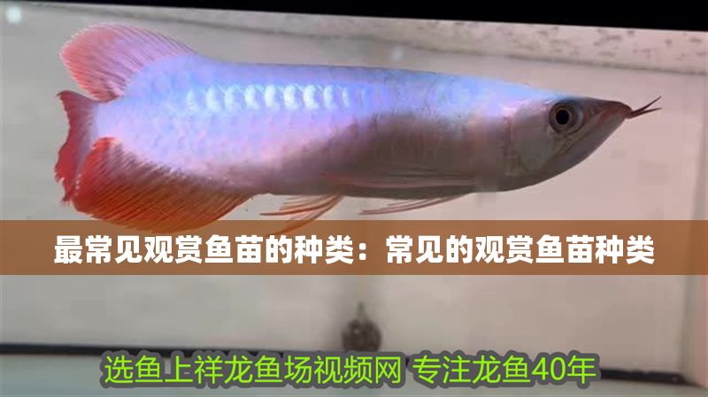 最常見觀賞魚苗的種類：常見的觀賞魚苗種類 最常見觀賞魚苗的種類：常見的觀賞魚苗種類 魟魚百科 第2張