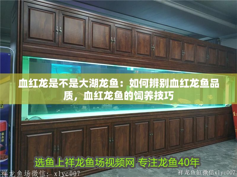 血紅龍是不是大湖龍魚：如何辨別血紅龍魚品質，血紅龍魚的飼養技巧