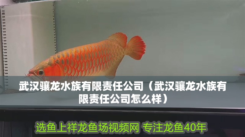 武漢驤龍水族有限責任公司（武漢驤龍水族有限責任公司怎么樣） 武漢驤龍水族有限責任公司（武漢驤龍水族有限責任公司怎么樣） 全國水族館企業名錄 第2張