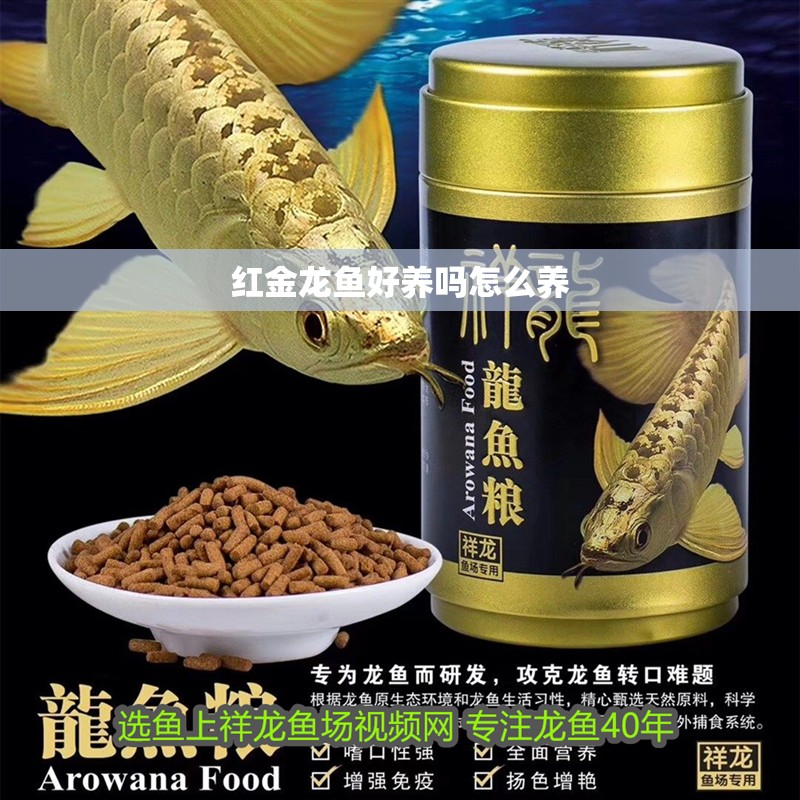 紅金龍魚好養嗎怎么養