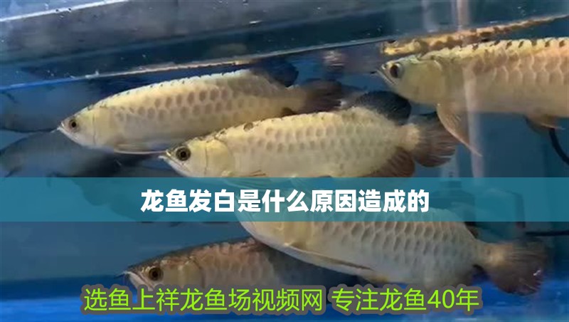龍魚發白是什么原因造成的