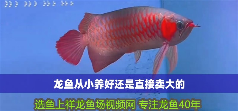 龍魚從小養(yǎng)好還是直接賣大的 龍魚從小養(yǎng)好還是直接賣大的 龍魚百科 第2張