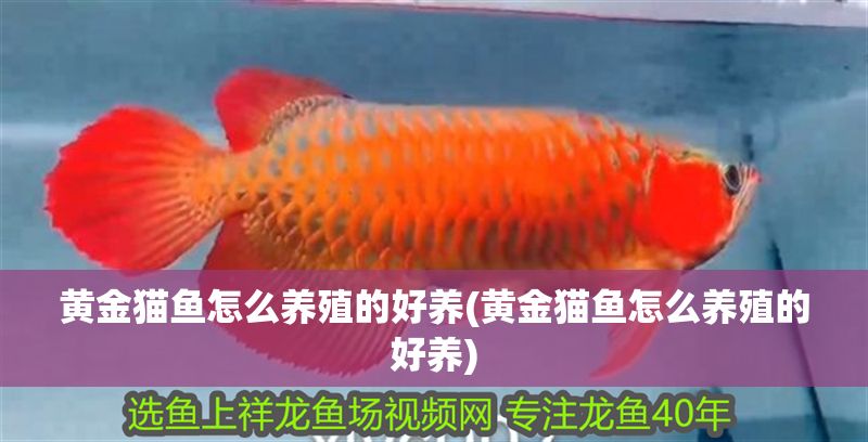 黃金貓魚怎么養殖的好養(黃金貓魚怎么養殖的好養)