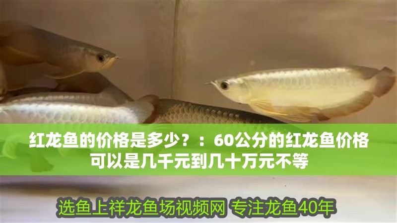 紅龍魚的價(jià)格是多少？：60公分的紅龍魚價(jià)格可以是幾千元到幾十萬元不等