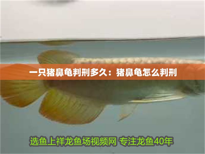 一只豬鼻龜判刑多久：豬鼻龜怎么判刑