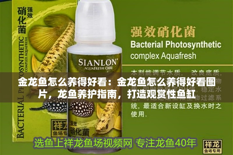 金龍魚怎么養得好看：金龍魚怎么養得好看圖片，龍魚養護指南，打造觀賞性魚缸