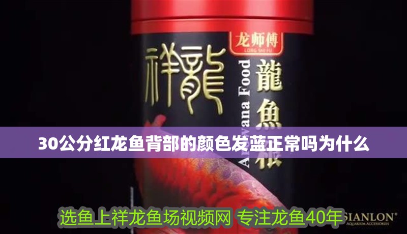 30公分紅龍魚背部的顏色發藍正常嗎為什么