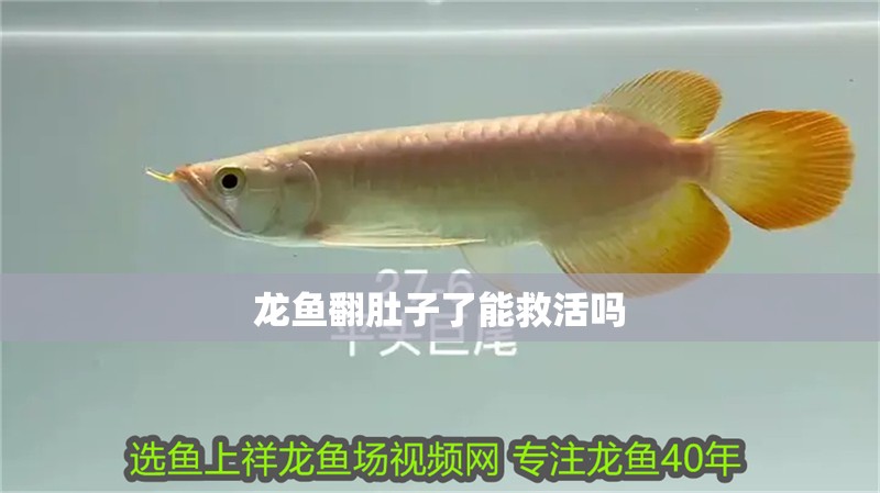 龍魚翻肚子了能救活嗎