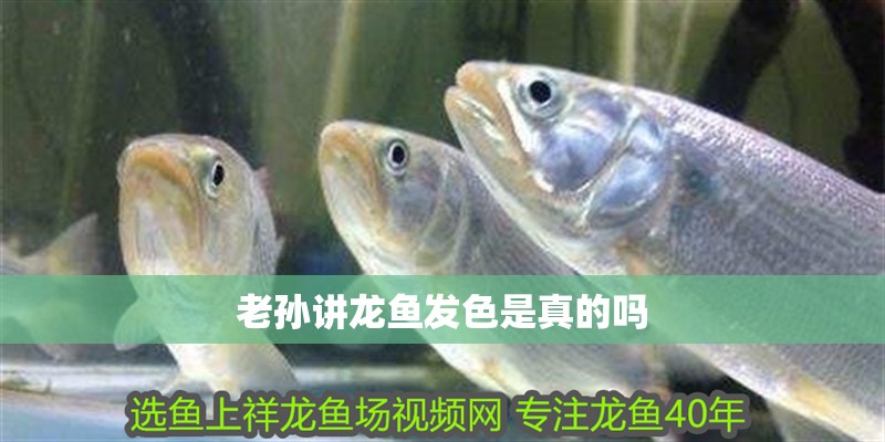 老孫講龍魚發色是真的嗎
