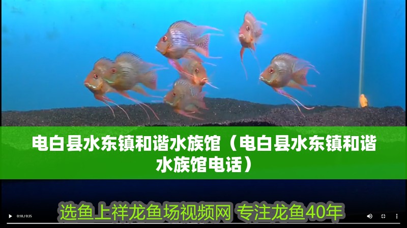 電白縣水東鎮(zhèn)和諧水族館（電白縣水東鎮(zhèn)和諧水族館電話） 電白縣水東鎮(zhèn)和諧水族館（電白縣水東鎮(zhèn)和諧水族館電話） 全國(guó)水族館企業(yè)名錄 第2張