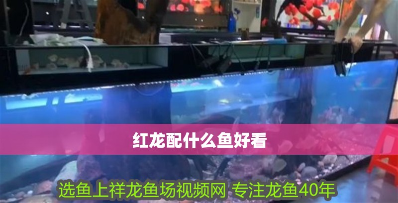 紅龍配什么魚好看