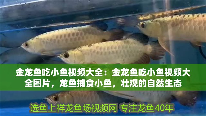 金龍魚吃小魚視頻大全：金龍魚吃小魚視頻大全圖片，龍魚捕食小魚，壯觀的自然生態