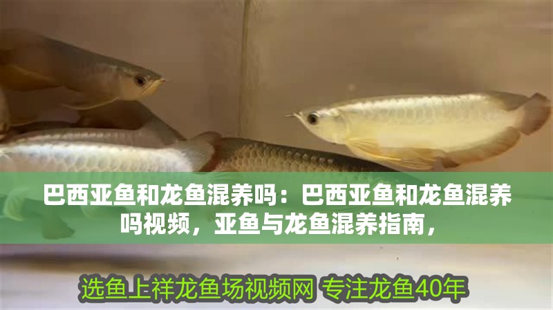 巴西亞魚和龍魚混養(yǎng)嗎：巴西亞魚和龍魚混養(yǎng)嗎視頻，亞魚與龍魚混養(yǎng)指南，