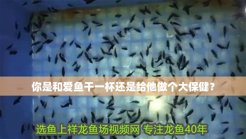 你是和愛魚干一杯還是給他做個(gè)大保??？ 你是和愛魚干一杯還是給他做個(gè)大保健？ 錦鯉魚百科 第2張