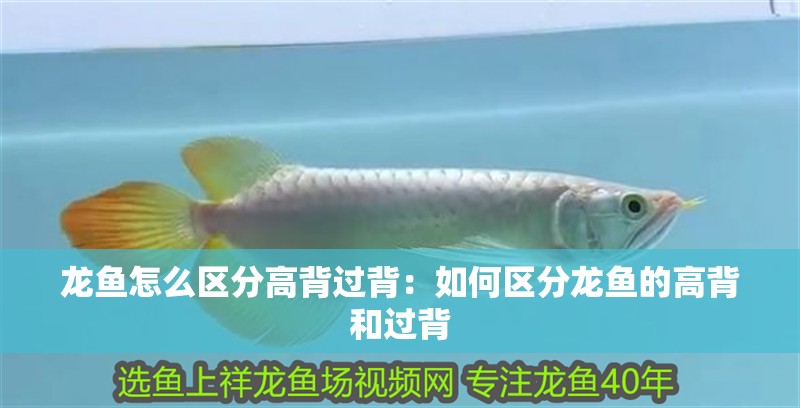 龍魚怎么區分高背過背：如何區分龍魚的高背和過背