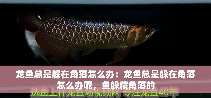 龍魚總是躲在角落怎么辦：龍魚總是躲在角落怎么辦呢，魚躲藏角落的