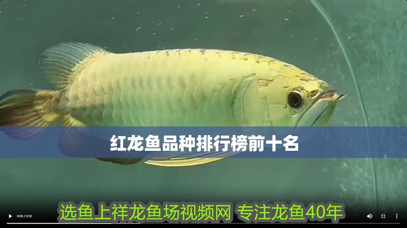 紅龍魚品種排行榜前十名
