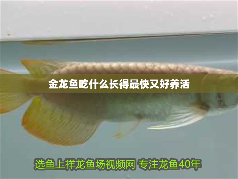 金龍魚吃什么長得最快又好養活