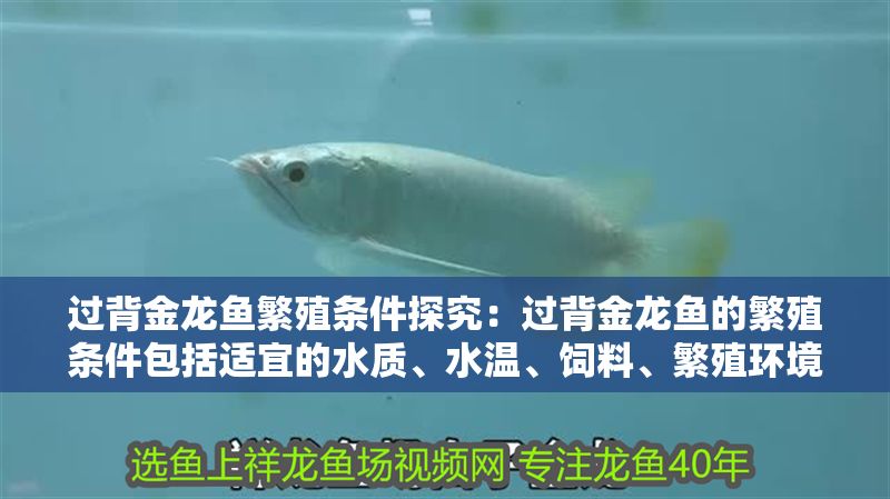 過背金龍魚繁殖條件探究：過背金龍魚的繁殖條件包括適宜的水質、水溫、飼料、繁殖環境