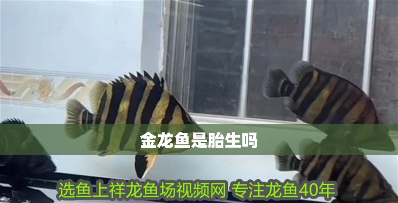 金龍魚是胎生嗎 金龍魚是胎生嗎 龍魚百科 第2張