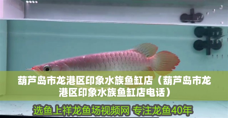 葫蘆島市龍港區印象水族魚缸店（葫蘆島市龍港區印象水族魚缸店電話）