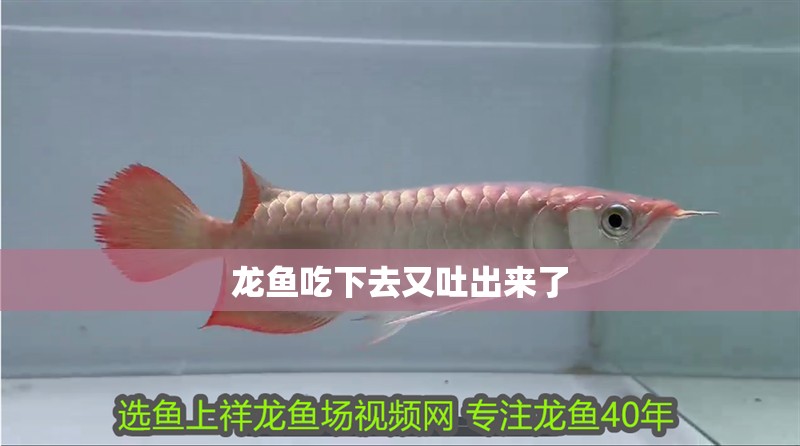 龍魚吃下去又吐出來了