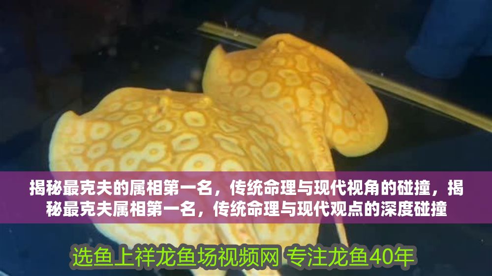 揭秘最克夫的屬相第一名，傳統命理與現代視角的碰撞，揭秘最克夫屬相第一名，傳統命理與現代觀點的深度碰撞