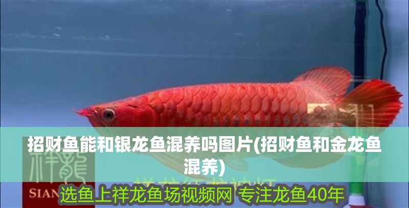 招財魚能和銀龍魚混養嗎圖片(招財魚和金龍魚混養) 招財魚能和銀龍魚混養嗎圖片(招財魚和金龍魚混養) 銀龍魚百科 第1張